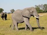 Botswana veilt weer vergunningen voor olifantenjacht