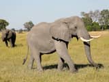 In maand tijd nog eens driehonderd dode olifanten aangetroffen in Botswana