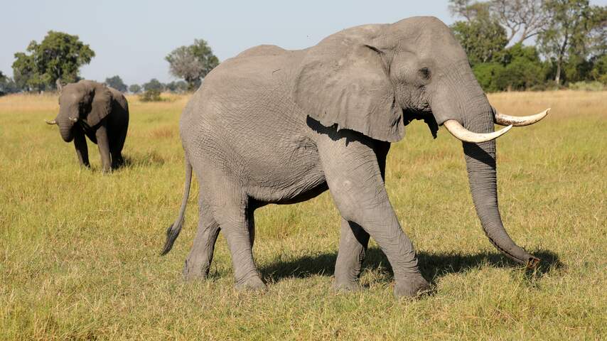 Botswana: Massale olifantensterfte veroorzaakt door blauwalgvergiftiging