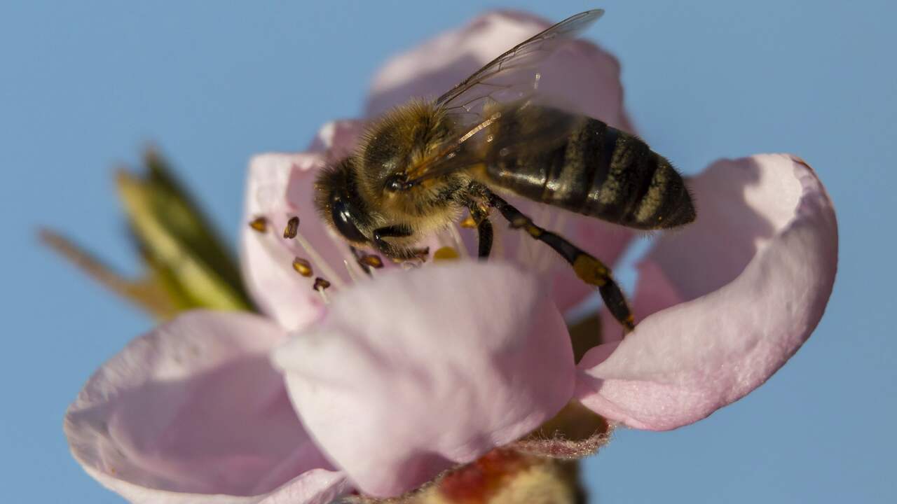 Honey bee again at number one at National Bijentelling |  animals