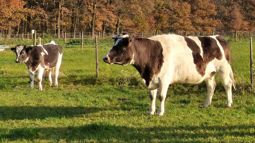 Herintroductie van de Heidekoe in Schinveld/Limburg