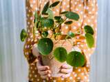 Licht, voeding en stekken: zo verzorg je een pannenkoekenplant
