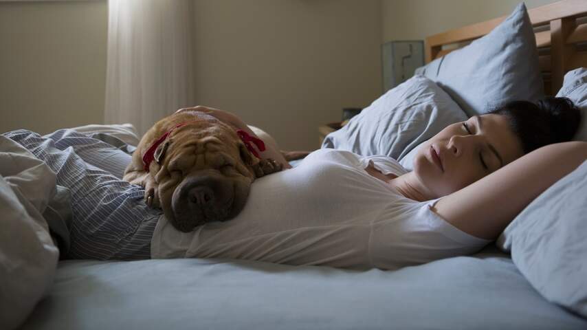 NUcheckt: Geen bewijs dat je naast hond beter slaapt dan naast partner