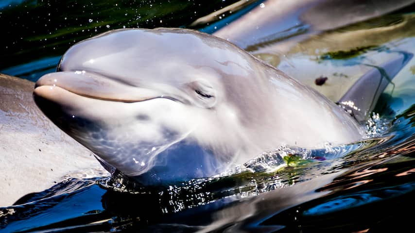baby dolfijn dolfinarium