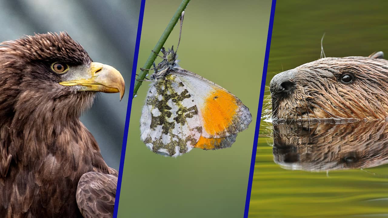 snijden tolerantie Visser Met deze dieren in de Nederlandse natuur gaat het wél goed | Binnenland |  NU.nl