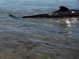 Strandgasten duwen spitssnuitdolfijn richting zee