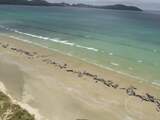 Meer dan 140 dolfijnen aangespoeld op strand in Nieuw-Zeeland