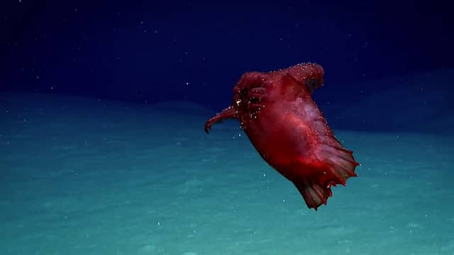 'Kippenmonster zonder kop' voor eerste keer ooit gefilmd