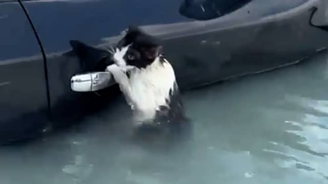 Doorweekte kat die aan auto hangt gered in Dubai