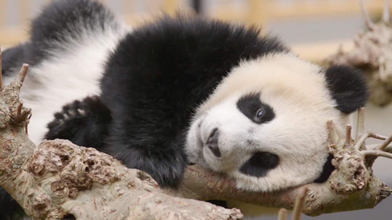 Beeld uit video: Pandajong krijgt traktatie bij eerste verjaardag in Ouwehands Dierenpark