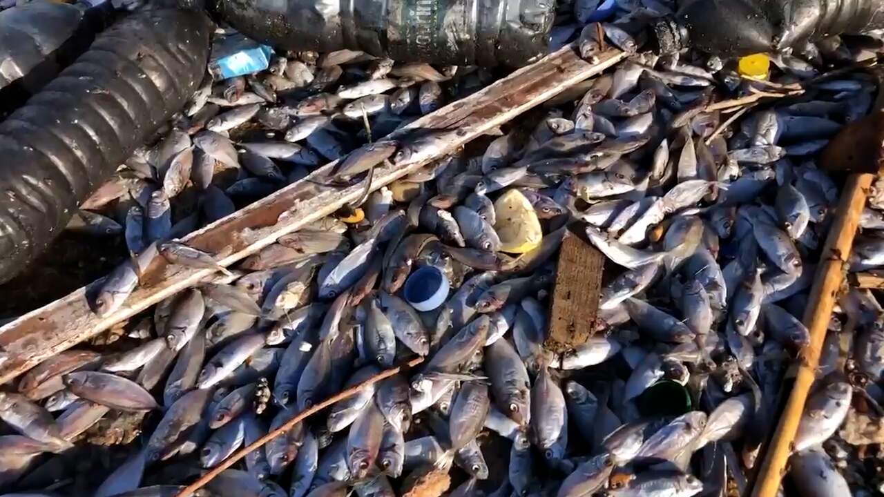 Beeld uit video: Duizenden dode vissen drijven in Libanese haven