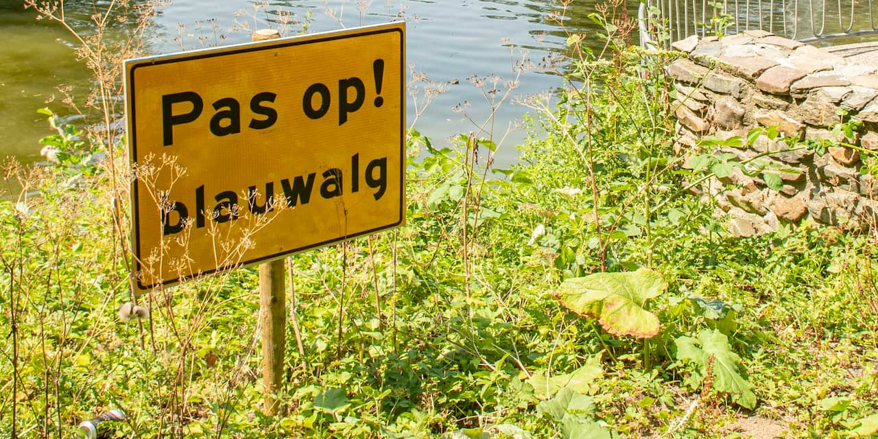 Blauwalg in het water aangetroffen op vier plaatsen in Eindhoven