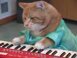 YouTube-hit Bento de 'keyboardkat' (9) overleden