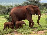 Zeldzame olifantentweeling banjert achter moeder aan in Kenia