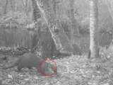 Otter loopt met mogelijk plastic afval om nek door natuurgebied Nieuwkoop