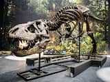 Voor het eerst wordt een skelet van een T. Rex geveild in Europa