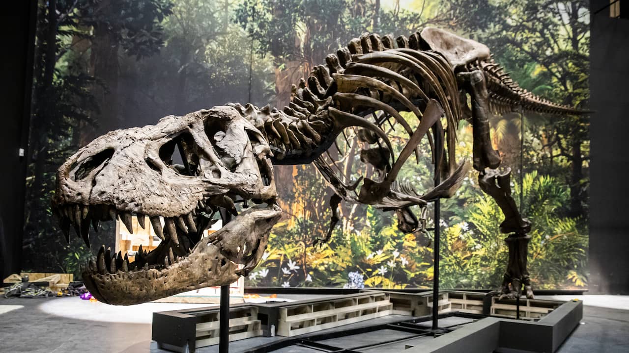 Per la prima volta uno scheletro di T. Rex viene messo all’asta in Europa |  Generale