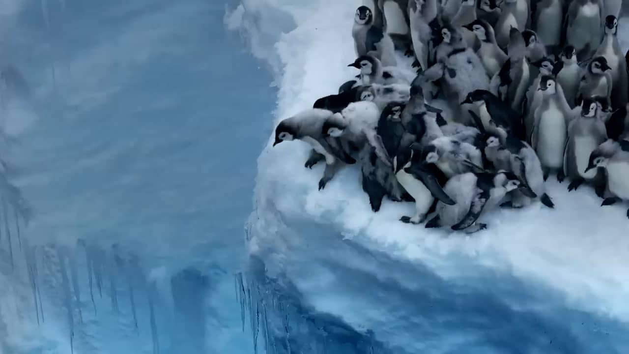 Beeld uit video: Unieke natuurbeelden tonen hoe keizerspinguïns van klif duiken