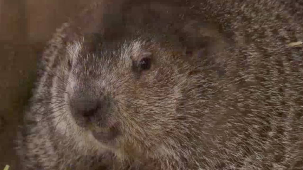 Dit moet u weten over het Amerikaanse feest Groundhog Day