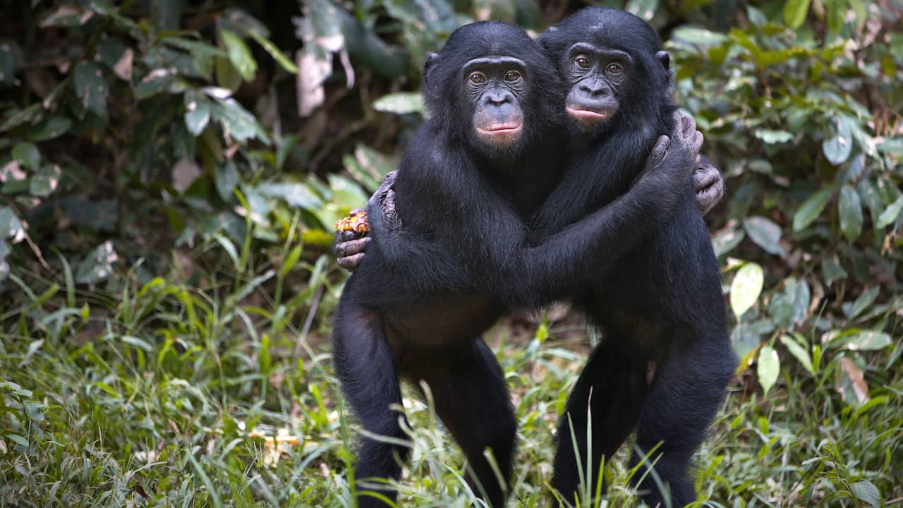 Monkeys remember the faces of friends and family for decades  Sciences