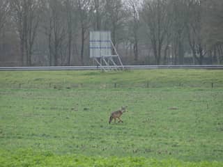 Voor het eerst in lange tijd wolf gespot in Noord-Limburgs Heijen
