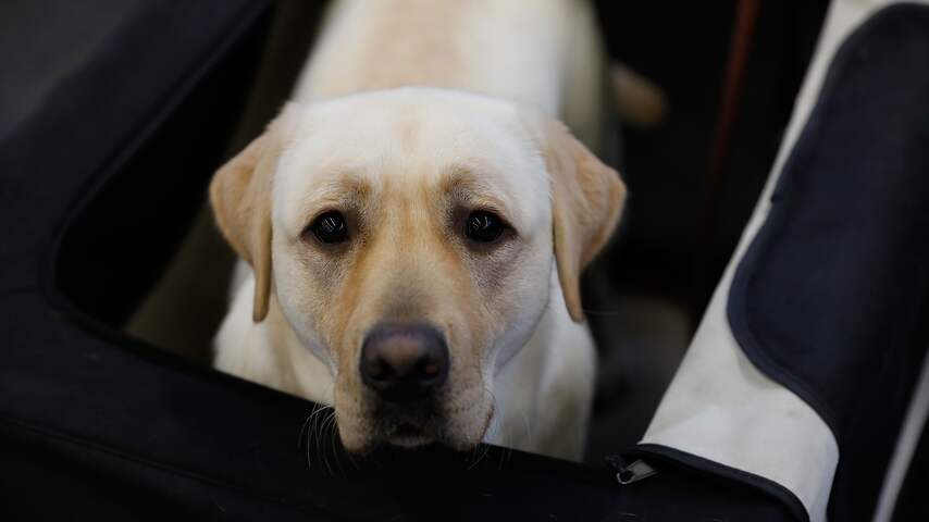 Vliegtuig maakt voorzorgslanding nadat hond vrachtluik opent