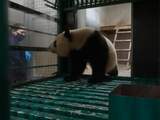 Fan Xing