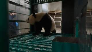 Panda Fan Xing verlaat Ouwehands Dierenpark voor reis naar China