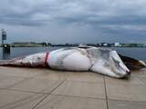 Dode walvis in haven Terneuzen kwam door aanvaring met schip om het leven