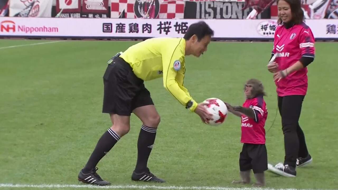 Beeld uit video: Aap overhandigt wedstrijdbal aan scheidsrechter in Japan