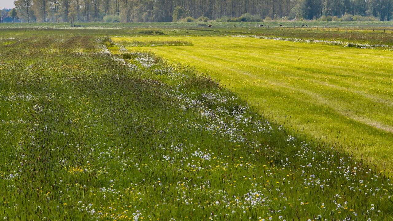 Hoger en lager - kruidenrijk - grasland tussen de Sallandse dorpen Laag Zuthem en Lierderholthuis vormen de ideale broedomgeving voor weidevogels, zoals de grutto en de kievit.