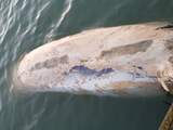 Dode walvis bij Neeltje Jans naar vernietigingsbedrijf