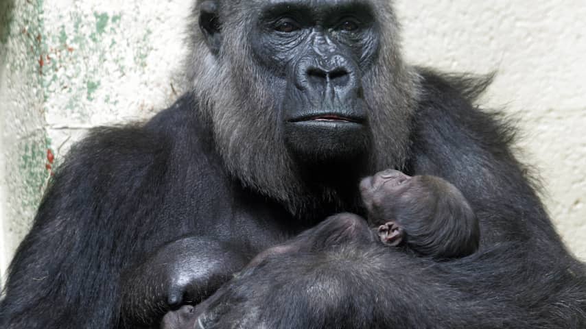 Gorilla Lobo overleden