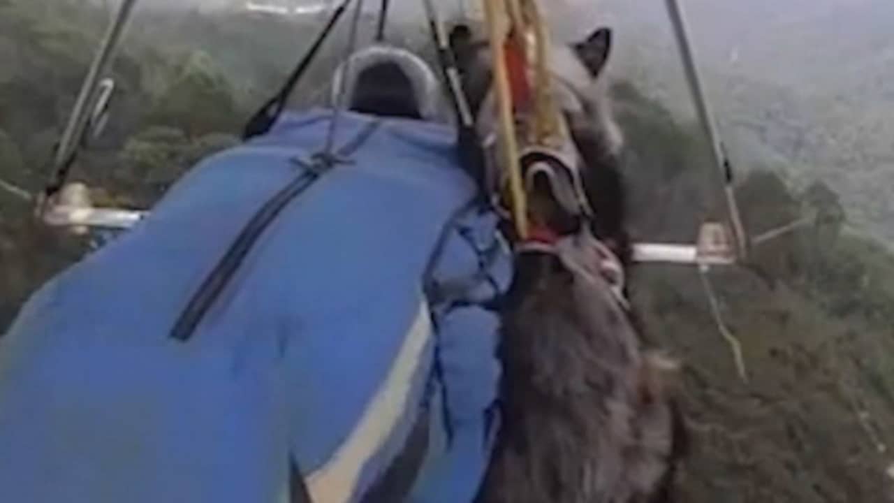 Beeld uit video: Hangglider neemt hond mee tijdens vlucht in Mexico