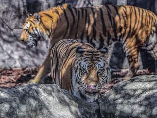 India: Populatie van met uitsterven bedreigde Bengaalse tijger verdubbeld