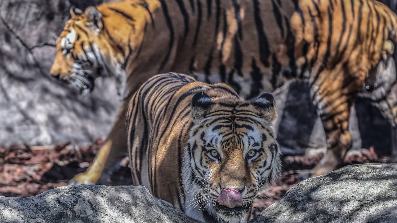 Bedachtzaam Tandheelkundig hoesten India: Populatie van met uitsterven bedreigde Bengaalse tijger verdubbeld |  Dieren | NU.nl