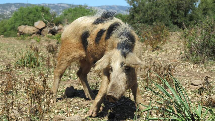 Europese varkens kwamen millennia geleden uit het Nabije Oosten