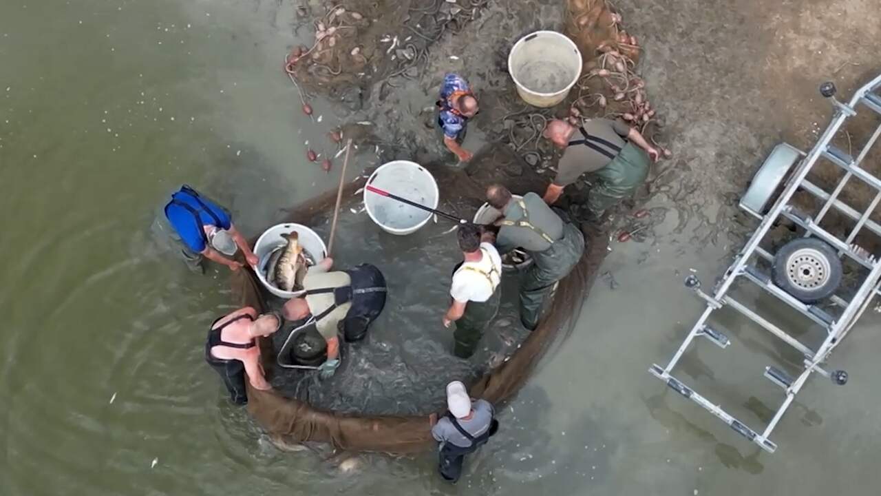 Beeld uit video: Vissers redden 12.000 kilo vis van de dood bij Zwolle