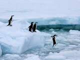 Nog nooit zo weinig zee-ijs op Antarctica: dit is er aan de hand