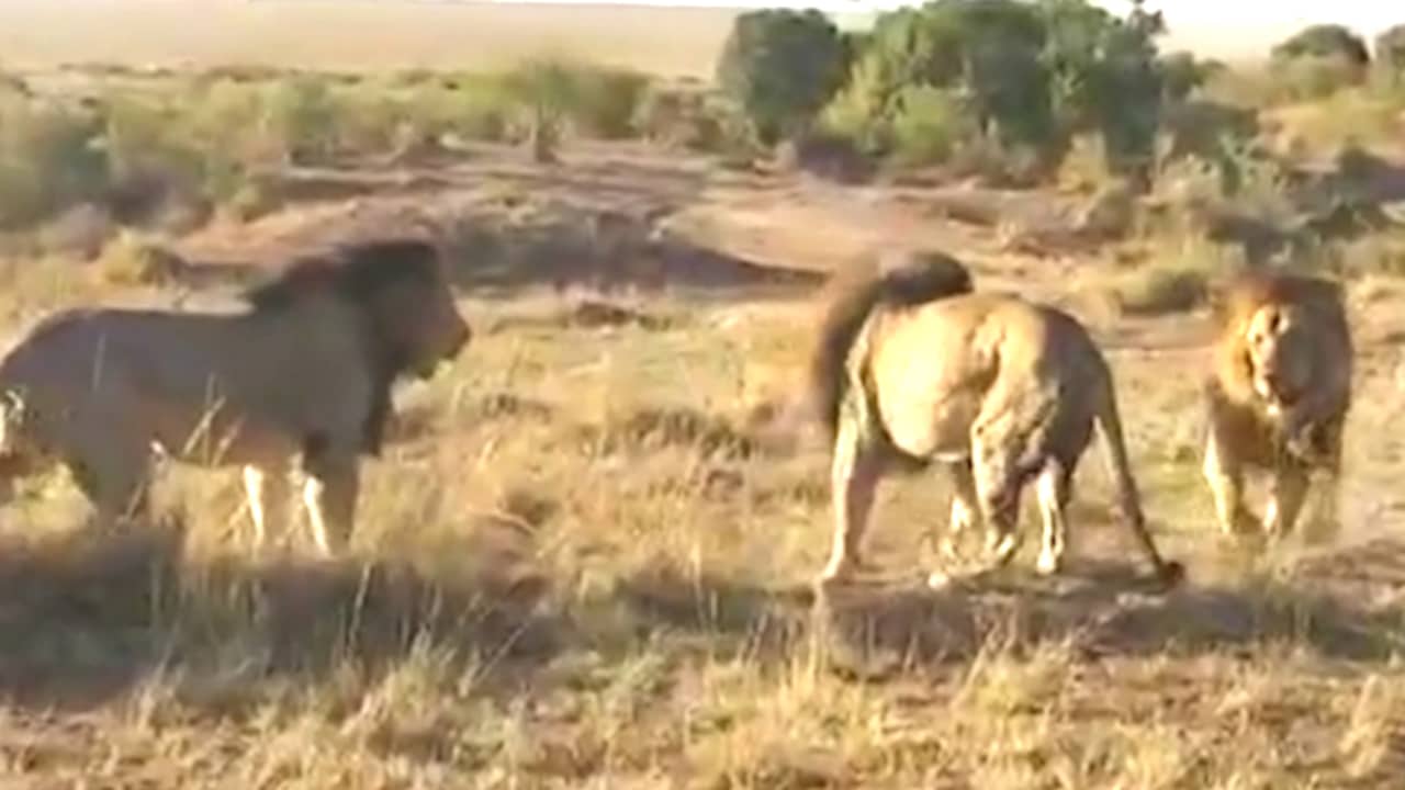 Beeld uit video: Drie leeuwen vechten vlak naast ranger om territorium in Kenia