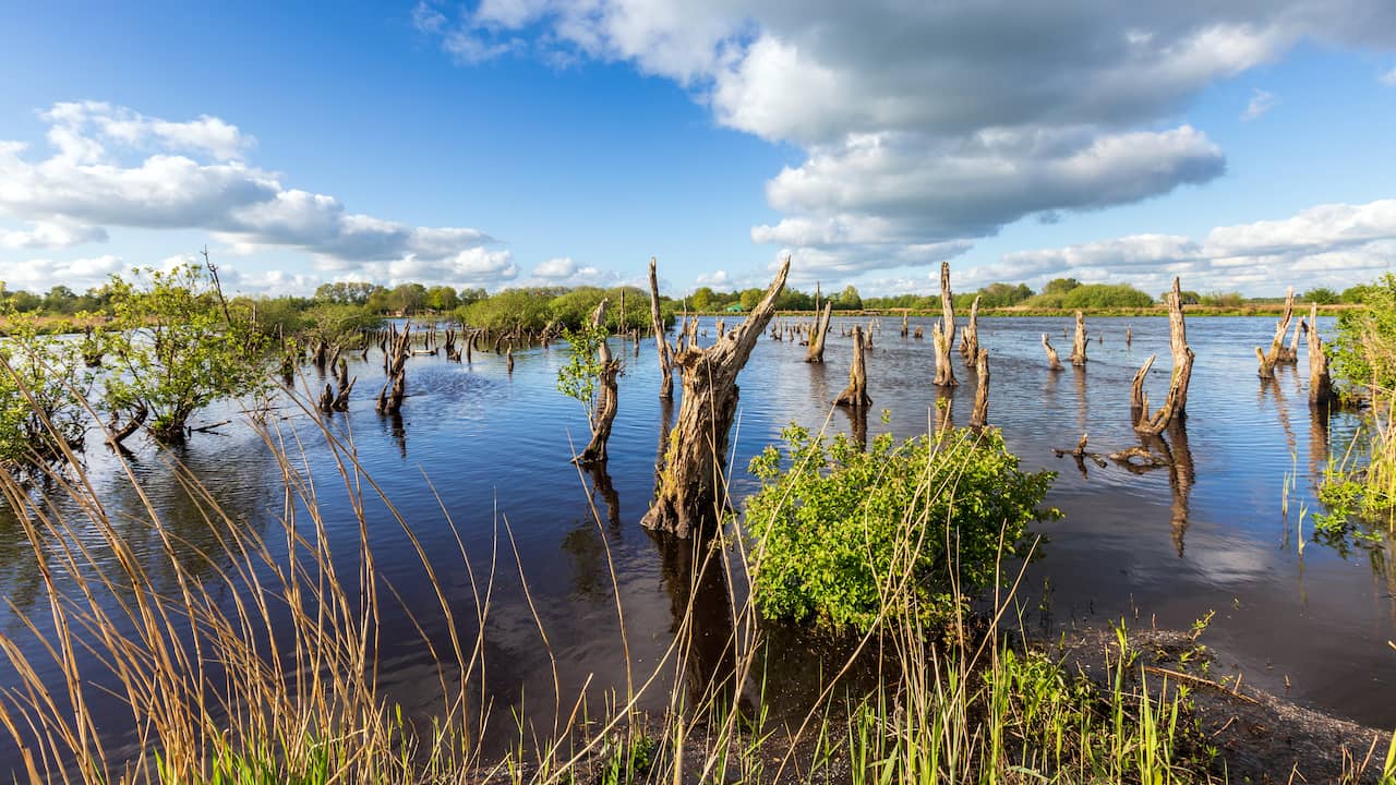 Water Crisis Looming: Dutch Natural Areas Deteriorating Dramatically, Ecological Authority Warns