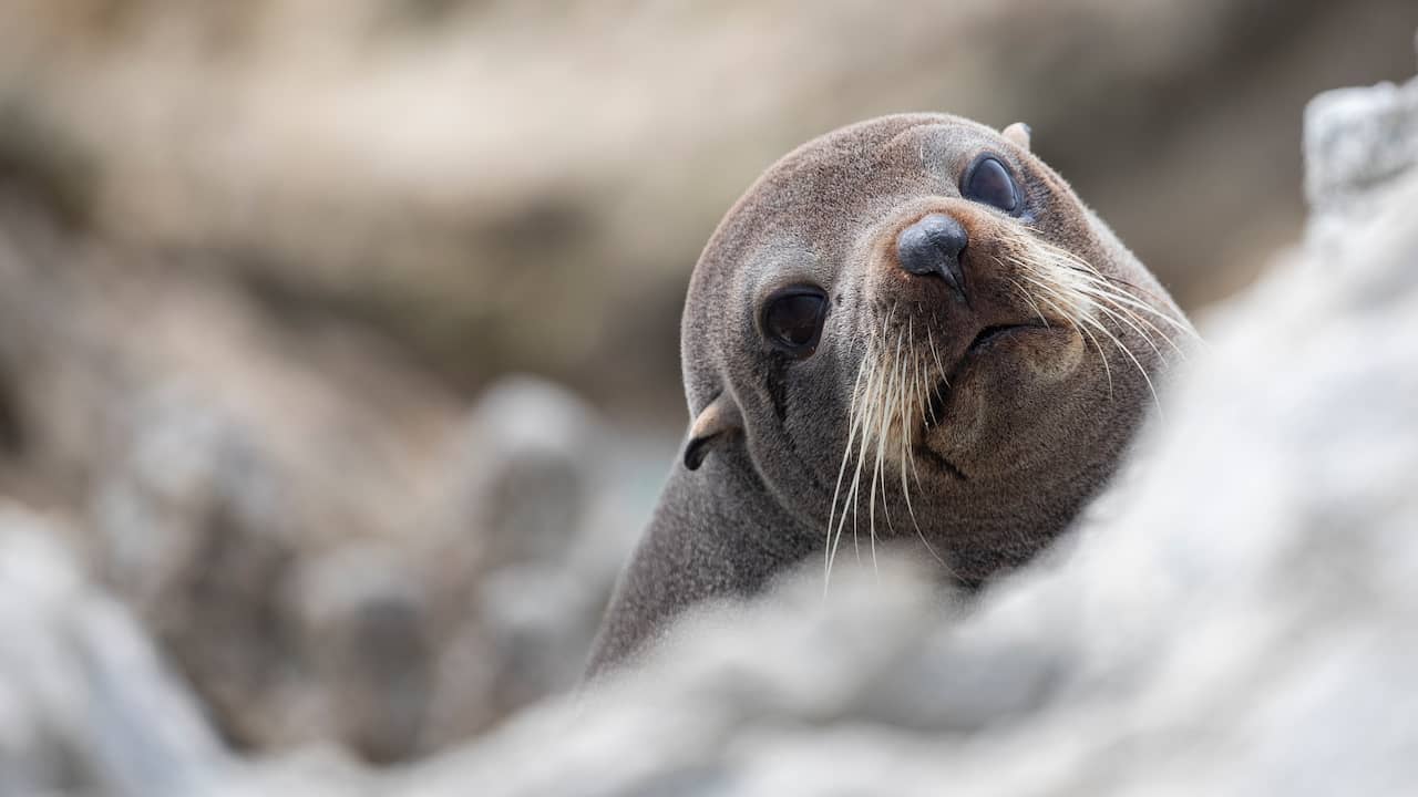 Younger Seal Invades New Zealand Household and Traumatizes Domestic Cat |  Exceptional