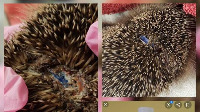 Stichting Vogel- en Dierenopvang de Bonte Piet deelt op Facebook van welk melkpak de plastic ring afkomstig is.