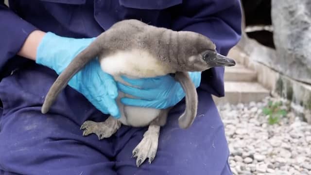 Britse dierentuin verwelkomt 11 kuikens van bedreigde pinguïnsoort