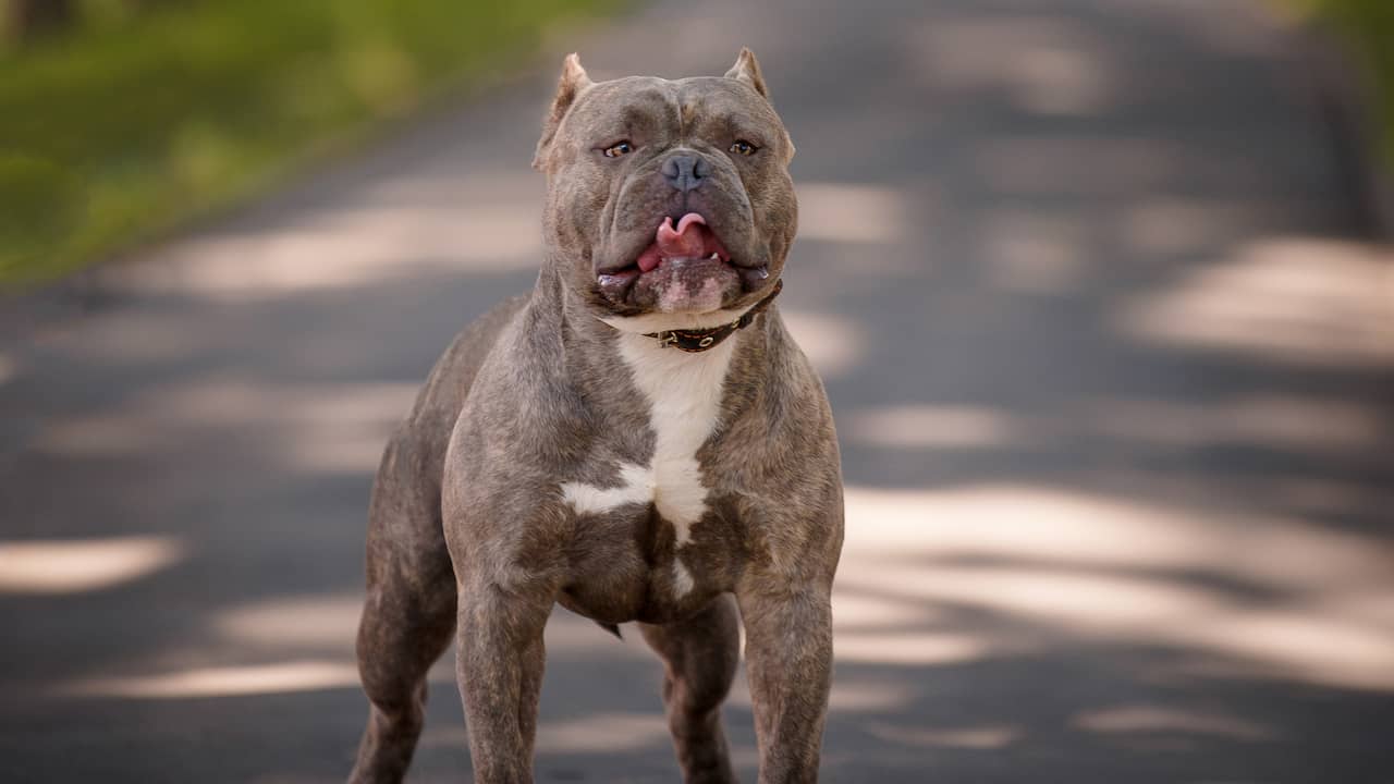 Owner of American Bulldogs in Nieuwegein Sentenced to 4 Months in Prison for Attack on Teen Cyclist