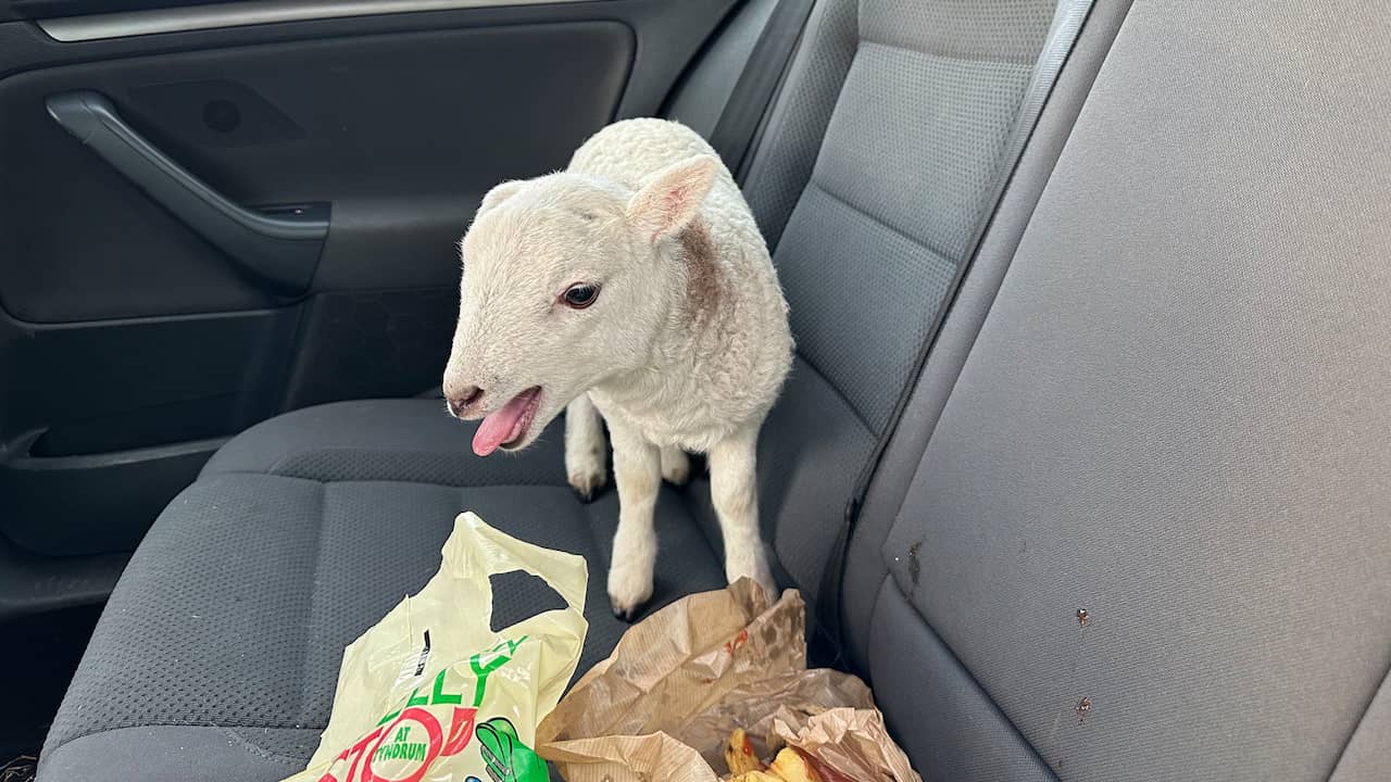 “Scottish Police Find Thousands of Pounds Worth of Hard Drugs and a Lamb in Car”