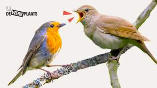 Het klinkt vrolijk, maar zijn vogels blij als ze zingen?