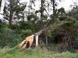 Storm Corrie ‘raast’ over Leiden