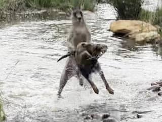 Honden en kangoeroe worstelen met elkaar in Australisch beekje