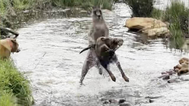 Honden en kangoeroe worstelen met elkaar in Australisch beekje